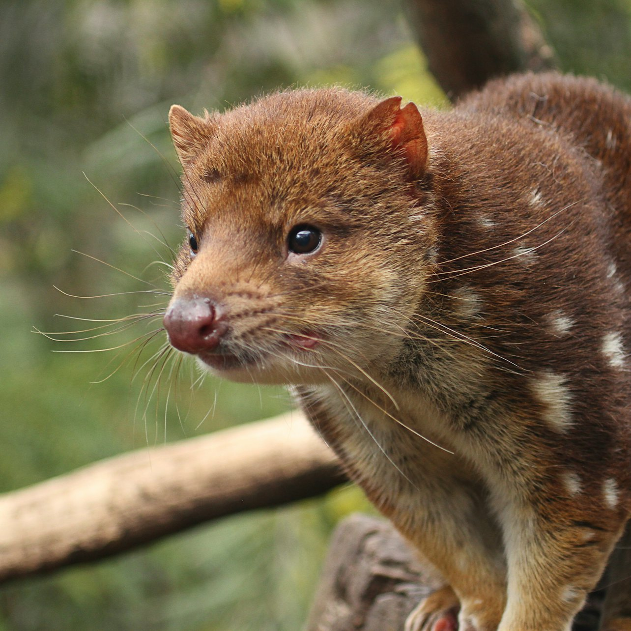 Feeding Frenzy Tour at Bonorong Wildlife Sanctuary - Photo 1 of 10